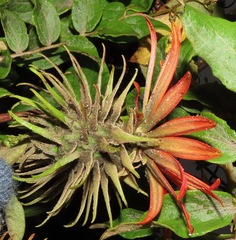 Mutisia lanata