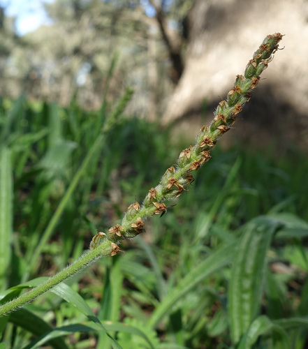 Image of Plantago varia by (c) yatesy, some rights reserved (CC BY)