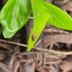 Steganopsis melanogaster