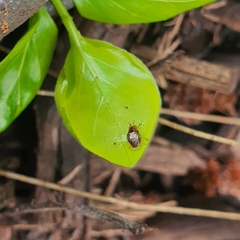 Steganopsis melanogaster