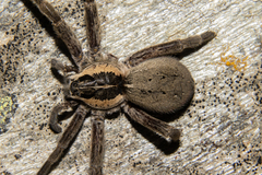 Dolomedes minor
