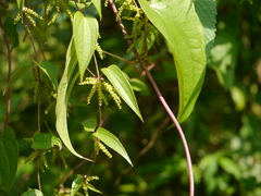 Dioscorea oppositifolia