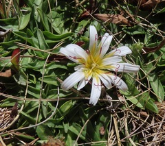 Hypochaeris taraxacoides