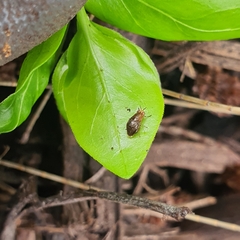 Steganopsis melanogaster