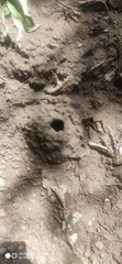 Apoidea
