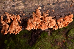 Xylobolus spectabilis