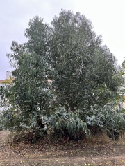 Eucalyptus globulus