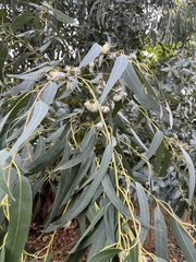 Eucalyptus globulus