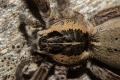 Dolomedes minor