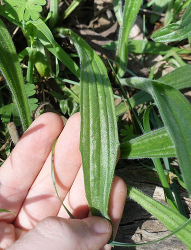 Image of Plantago varia by (c) yatesy, some rights reserved (CC BY)