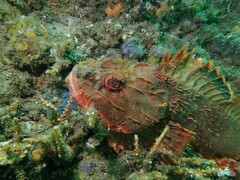 Scorpaena jacksoniensis