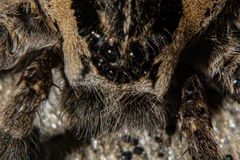 Dolomedes minor