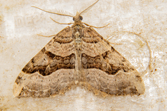 Xanthorhoe semifissata