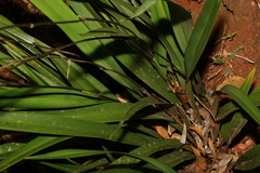 Dianella atraxis
