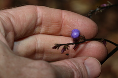 Dianella atraxis