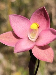 Thelymitra luteocilium
