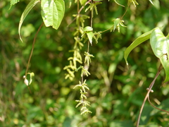 Dioscorea oppositifolia