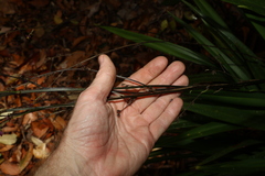 Dianella atraxis