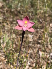 Thelymitra luteocilium