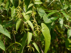 Dioscorea oppositifolia