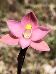 Thelymitra luteocilium