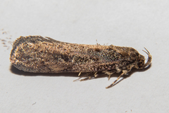 Atomotricha