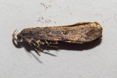 Atomotricha