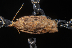 Ctenopseustis