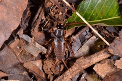 Gryllidae