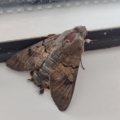 Macroglossum stellatarum