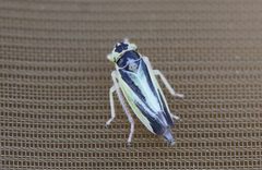 Evacanthus interruptus