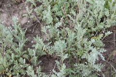 Artemisia nitrosa