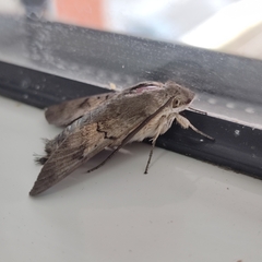 Macroglossum stellatarum