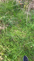 Cenchrus clandestinus