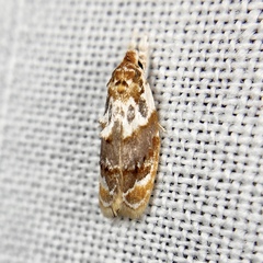 Piloprepes gelidella