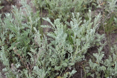 Artemisia nitrosa