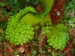 Saccorhiza polyschides