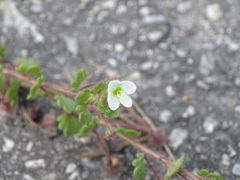 Veronica cymbalaria