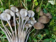 Mycena stipata