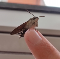 Macroglossum stellatarum