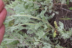 Artemisia nitrosa