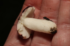 Russula sanguinea