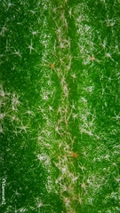 Asterolasia correifolia