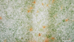 Asterolasia correifolia