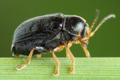 Cryptocephalus decemmaculatus