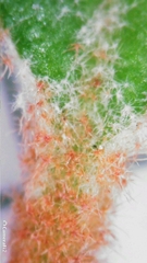 Asterolasia correifolia