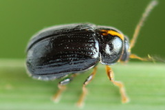 Cryptocephalus decemmaculatus