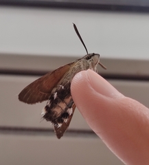Macroglossum stellatarum