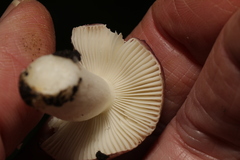 Russula sanguinea