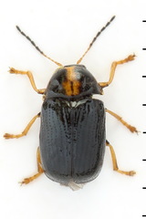 Cryptocephalus decemmaculatus